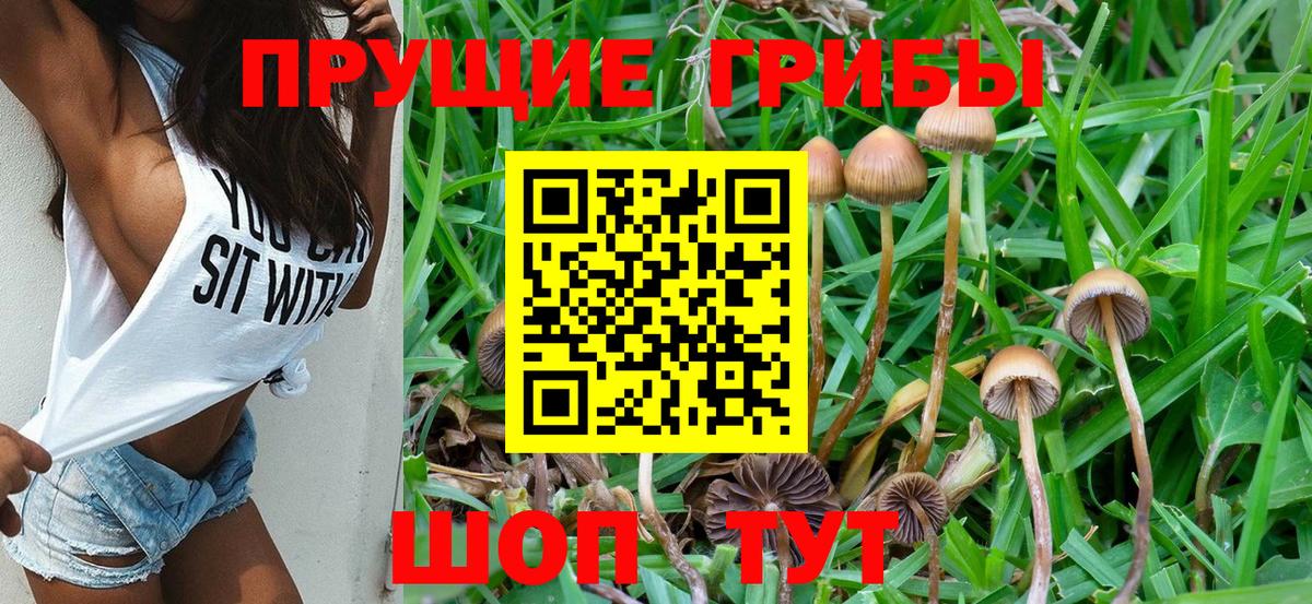 Псилоцибиновые грибы Cubensis Черняховск